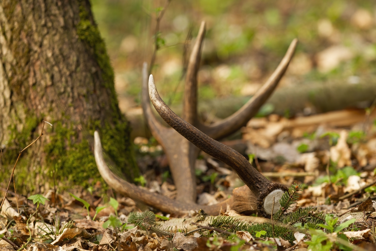 Red Stag Antler